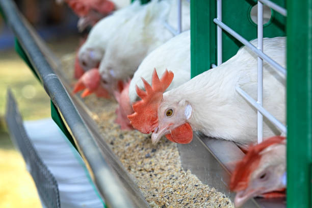 Chickens eating feed
