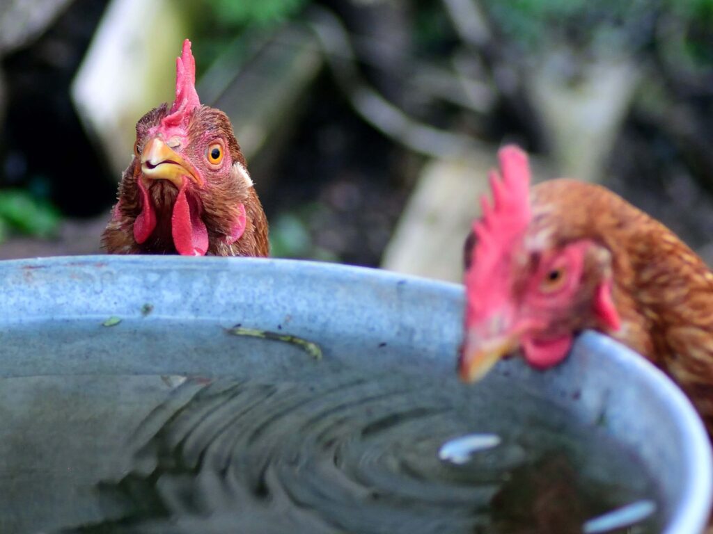 Chickens drinking water