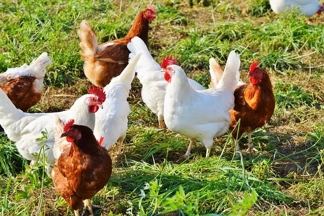 What to do with Chickens manure